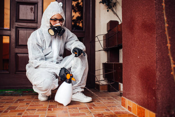 Reliable Ant Control contractor in Pascagoula, MS by Nex Pest Control